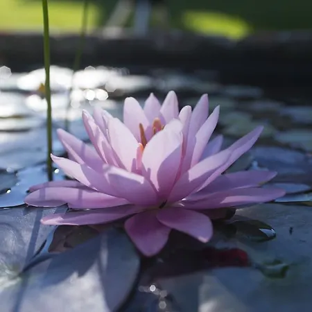 Agriturismo Le Vallette 2* Bibbona