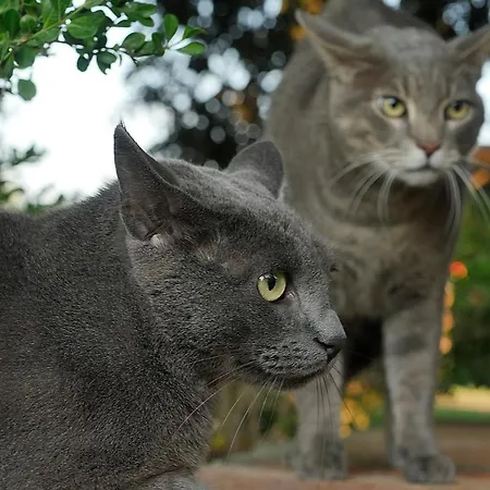Maison d'hôtes Agriturismo Le Vallette Bibbona